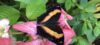 Butterfly Paradise