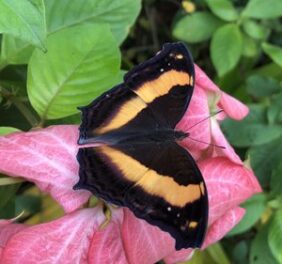 Butterfly Paradise