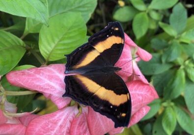 Butterfly Paradise