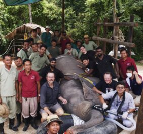 Kulen Elephant Fores...
