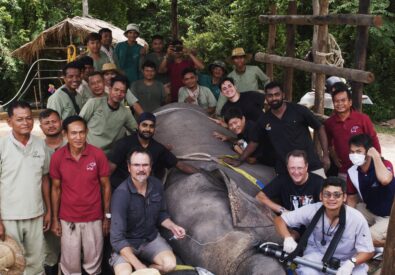 Kulen Elephant Fores...