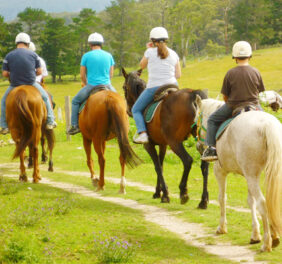 The Happy Ranch Hors...