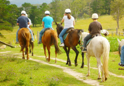 The Happy Ranch Hors...