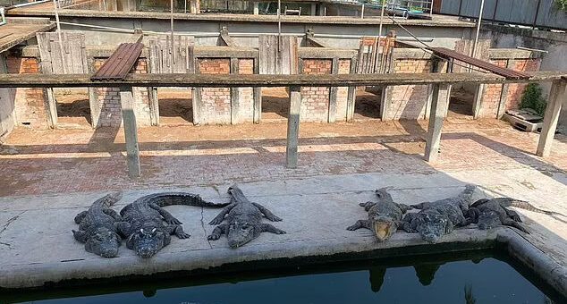 crocodile farm