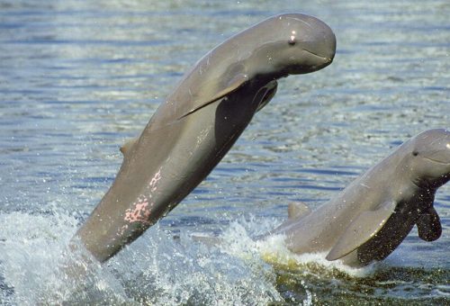 kratie dophin
